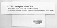 Melampsora vaccinii image
